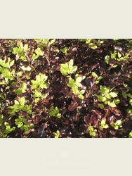 Pittosporum tenuifolium 'Tom Thumb'