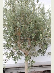 olive trees europaea olea trunk mature extra